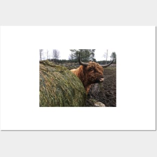 Scottish Highland Cattle Bull 2175 Posters and Art